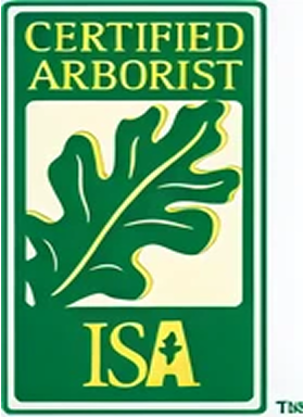 Certified Arborist logo with leaf design